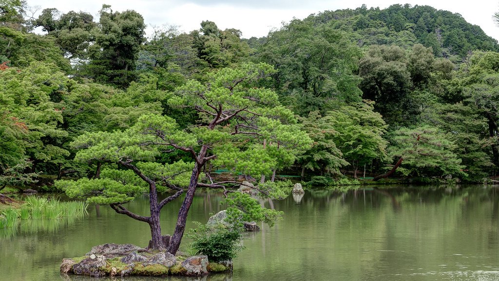 松の木が立つ日本庭園の池