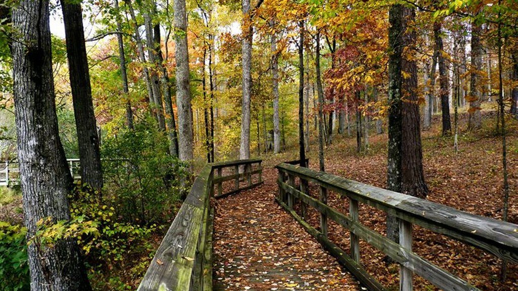 紅葉した林の中に続く木の遊歩道