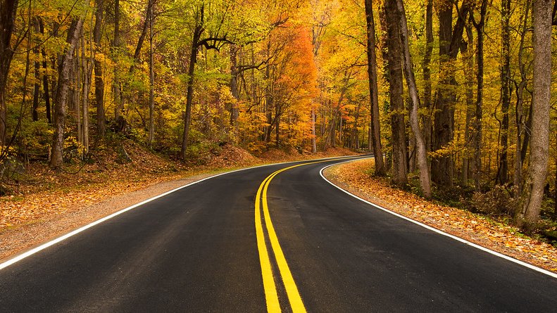 紅葉の中を続く道路