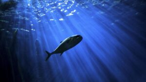 光の差しこむ水の中を泳ぐ魚