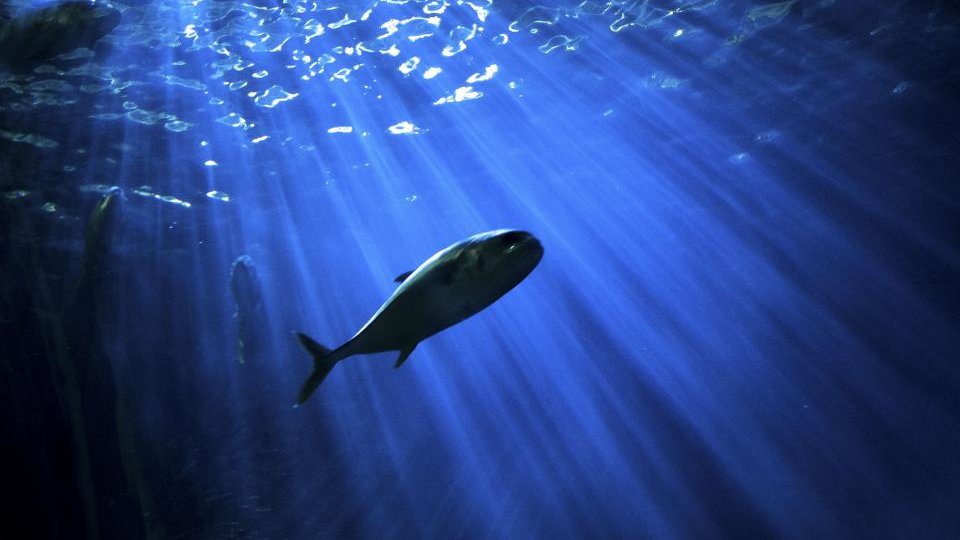 光の差しこむ水の中を泳ぐ魚